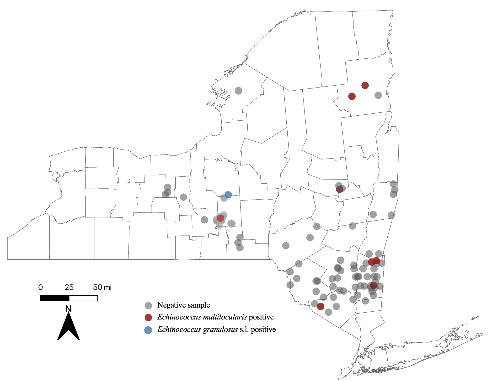  Surveillance results for Echinococcus multilocularis in New York State. Red dots represent towns where a canid infected with E. multilocularis was detected, blue dots represent a detection of a canid infected with E. granulosus s.l. (a related species), 