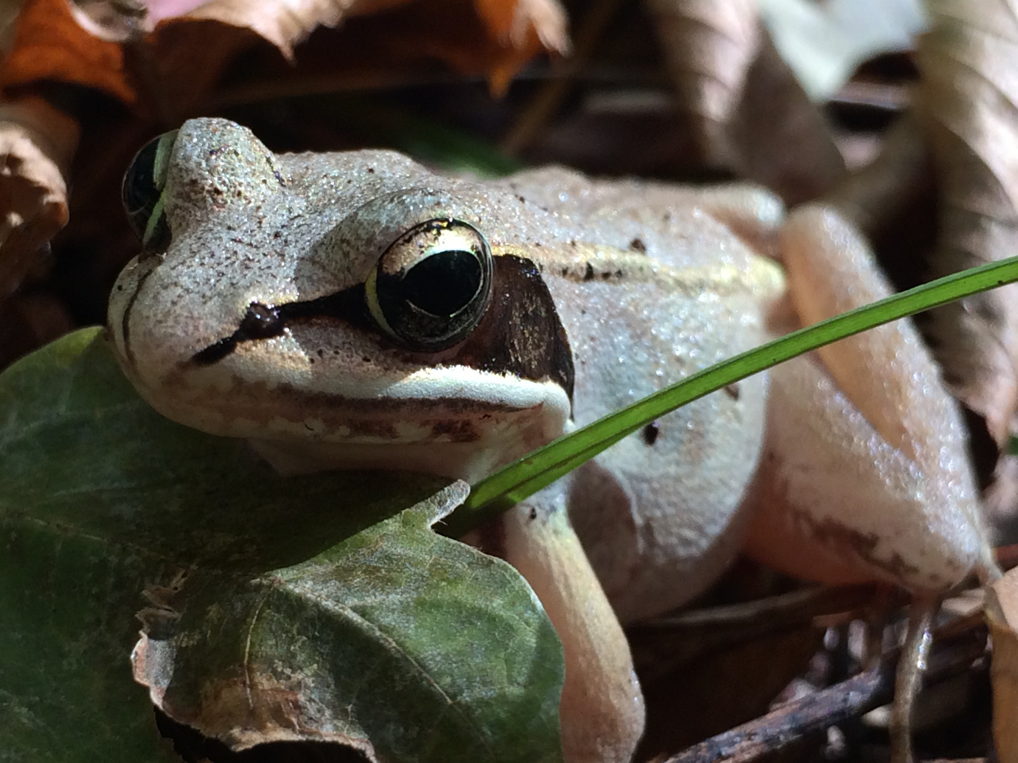 Wood frog; photo by Melissa Fadden