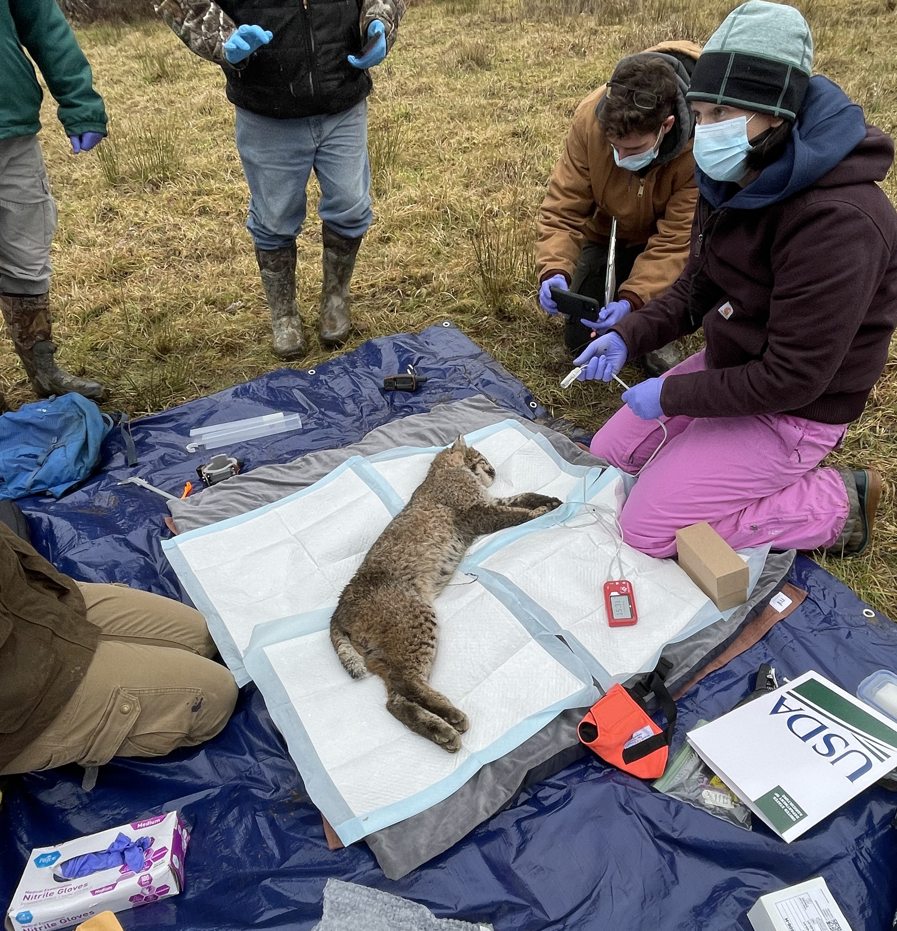 Dr Bloodgood taking samples in the field with a sedated bobcat 