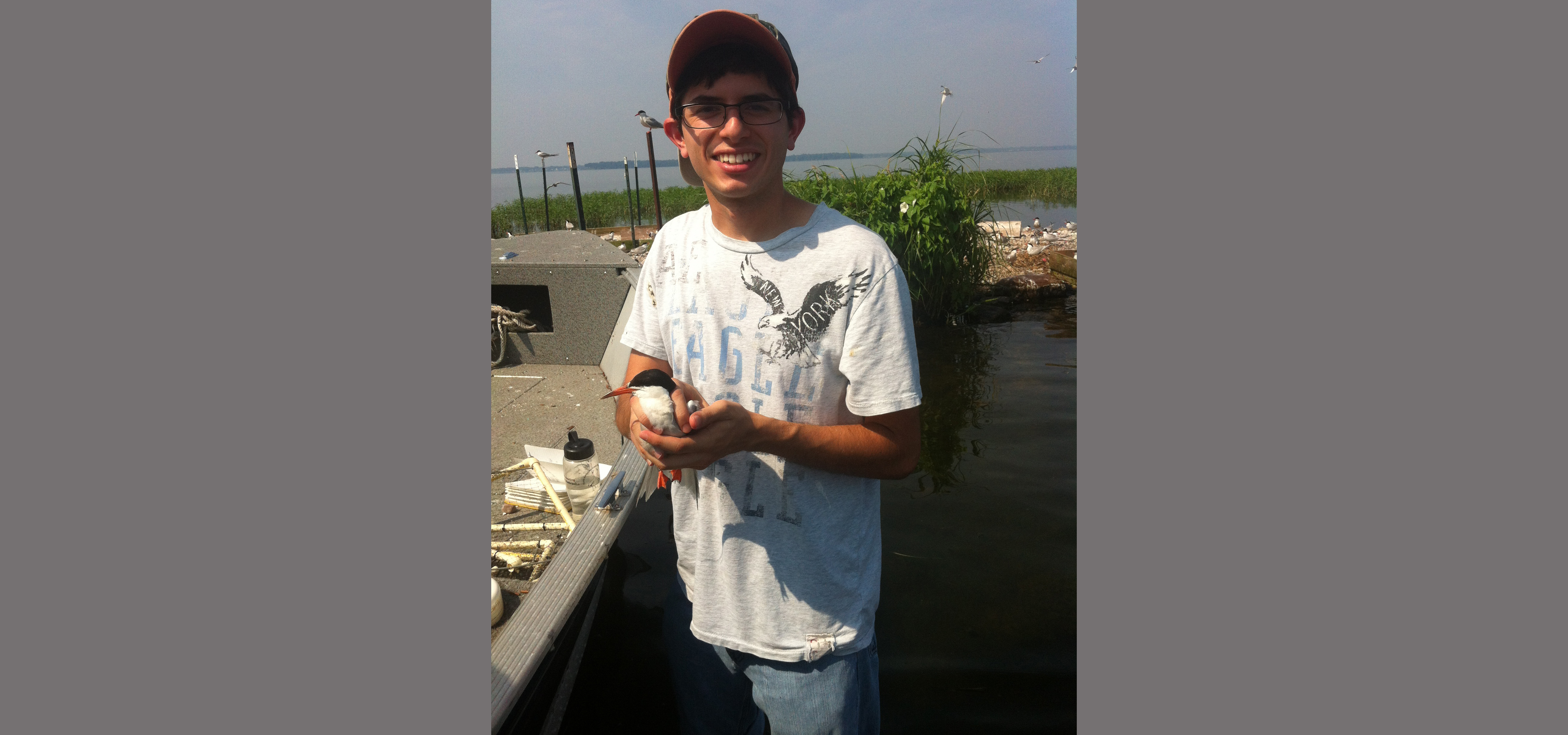 Data collection on common tern populations