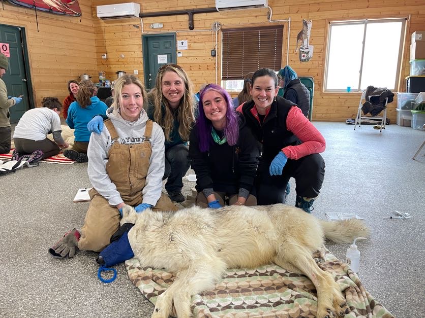 Dr Bloodgood with attendees and a sedated gray wolf with its head covered