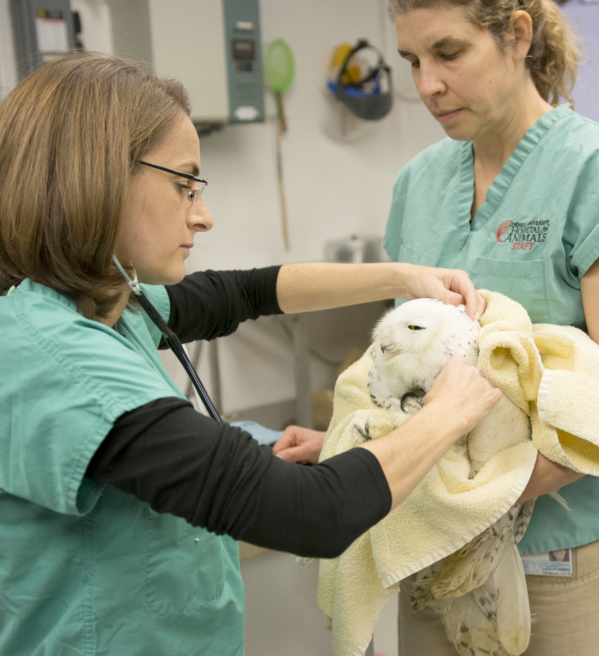 Injured Snowy Owl being examined by Dr. Sara Childs-Sanford with help from veterinary technician Alice VanDeMark at the Janet L. Swanson Wildlife Health Center January 2018