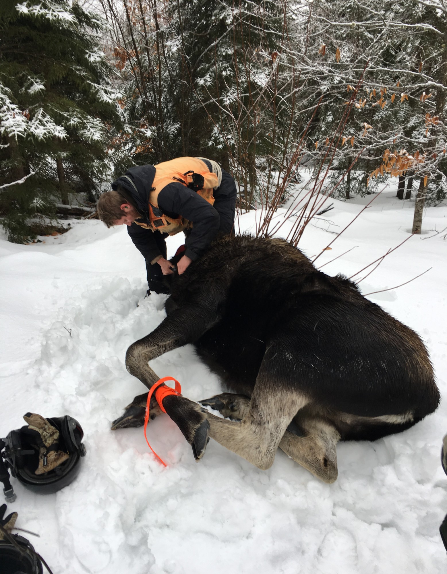 Placing radio collar on moose; David Rivers by Native Range Capture