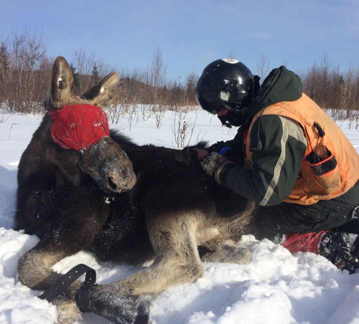 Checking tranquilized moose; David Rivers by Native Range Capture
