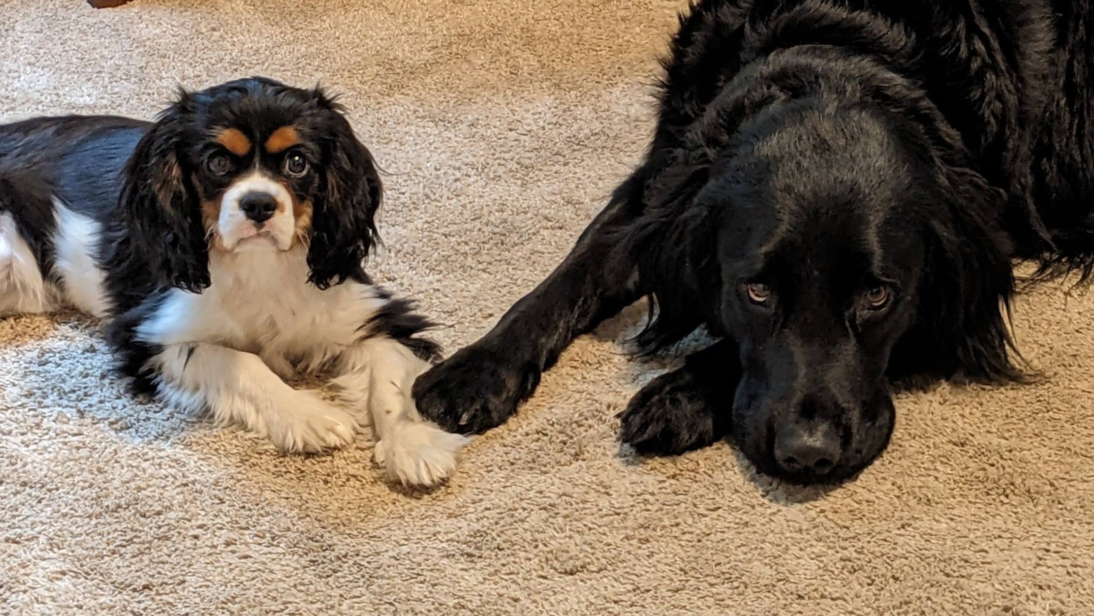 King Charles cavalier and Newfoundland dogs on beige carpet