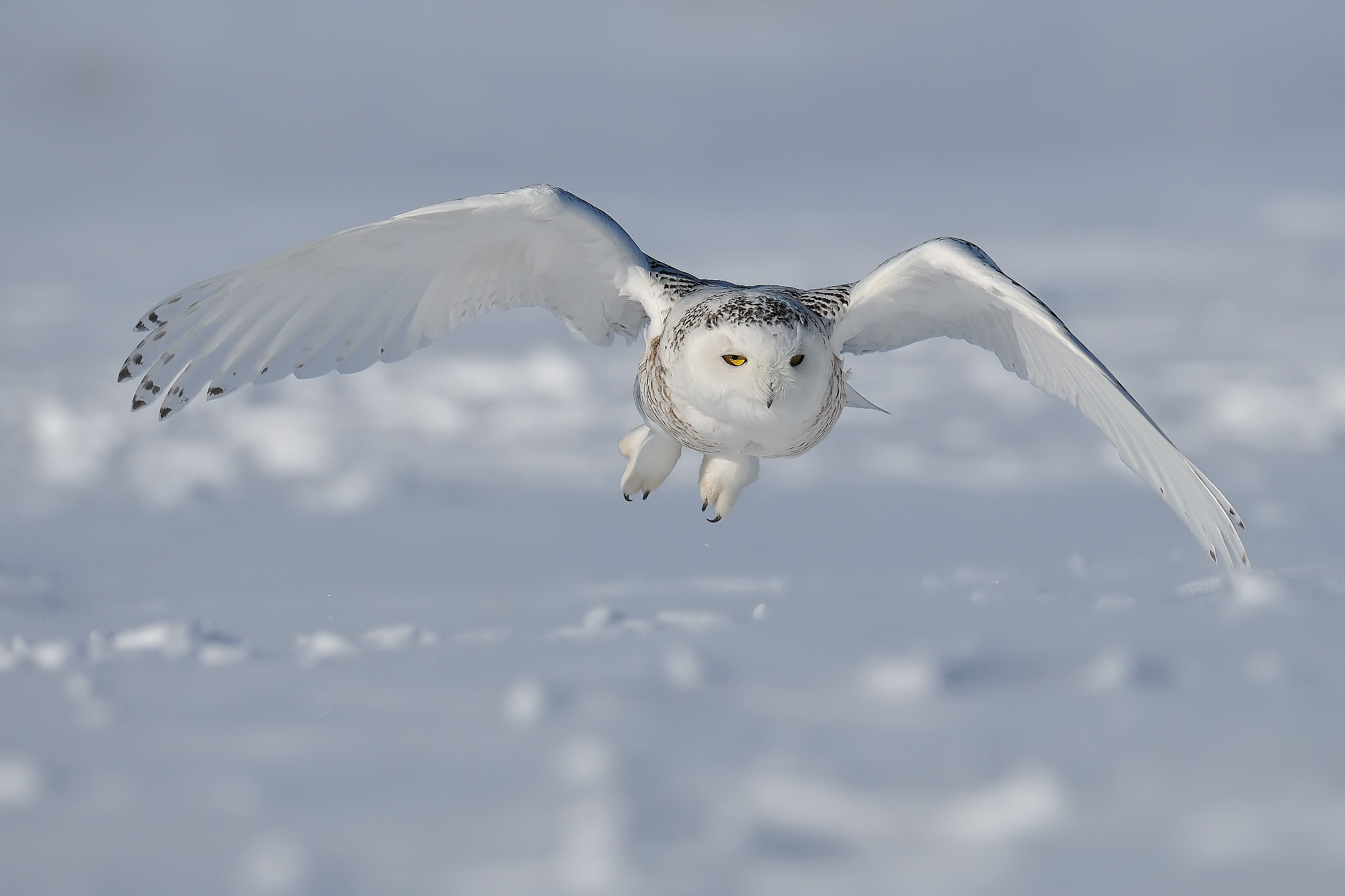 Snowy owl flying low in winter