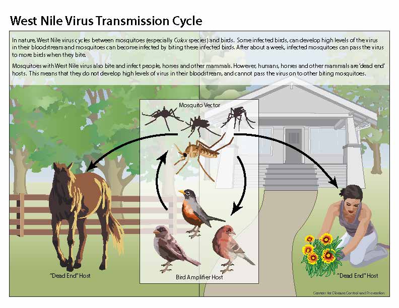 WNV transmission chart by CDC