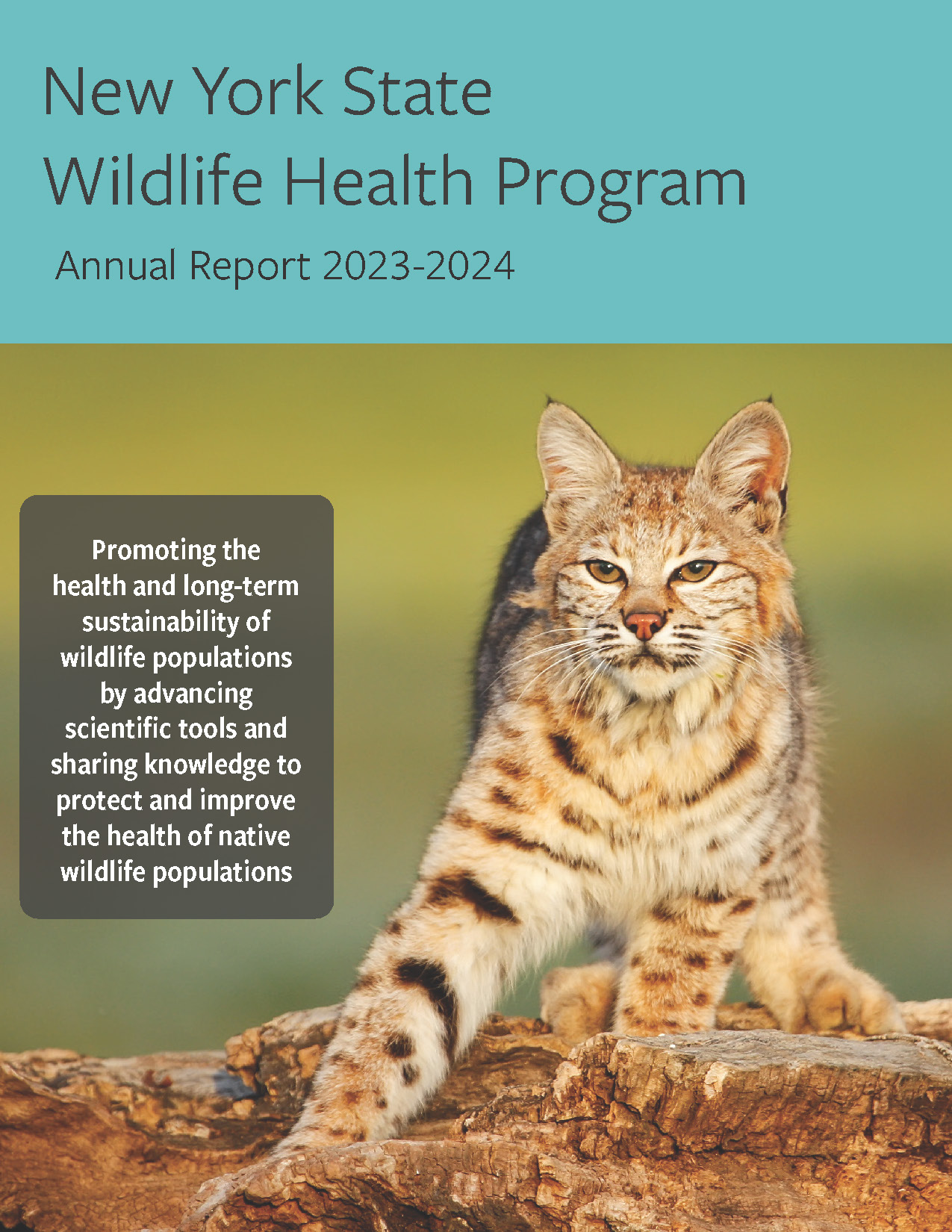 image of annual report cover with text and bobcat image