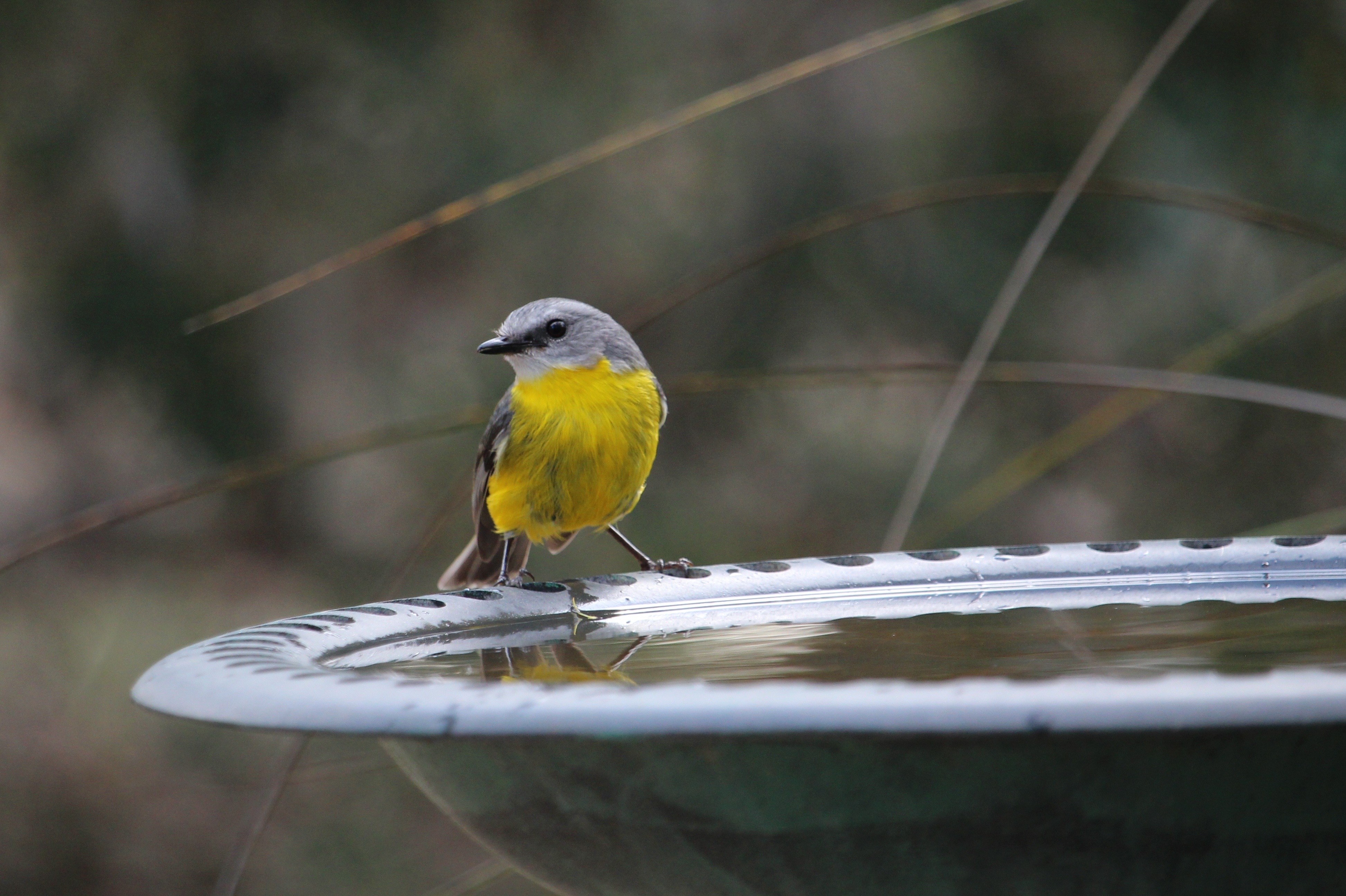 Songbird at bird bath