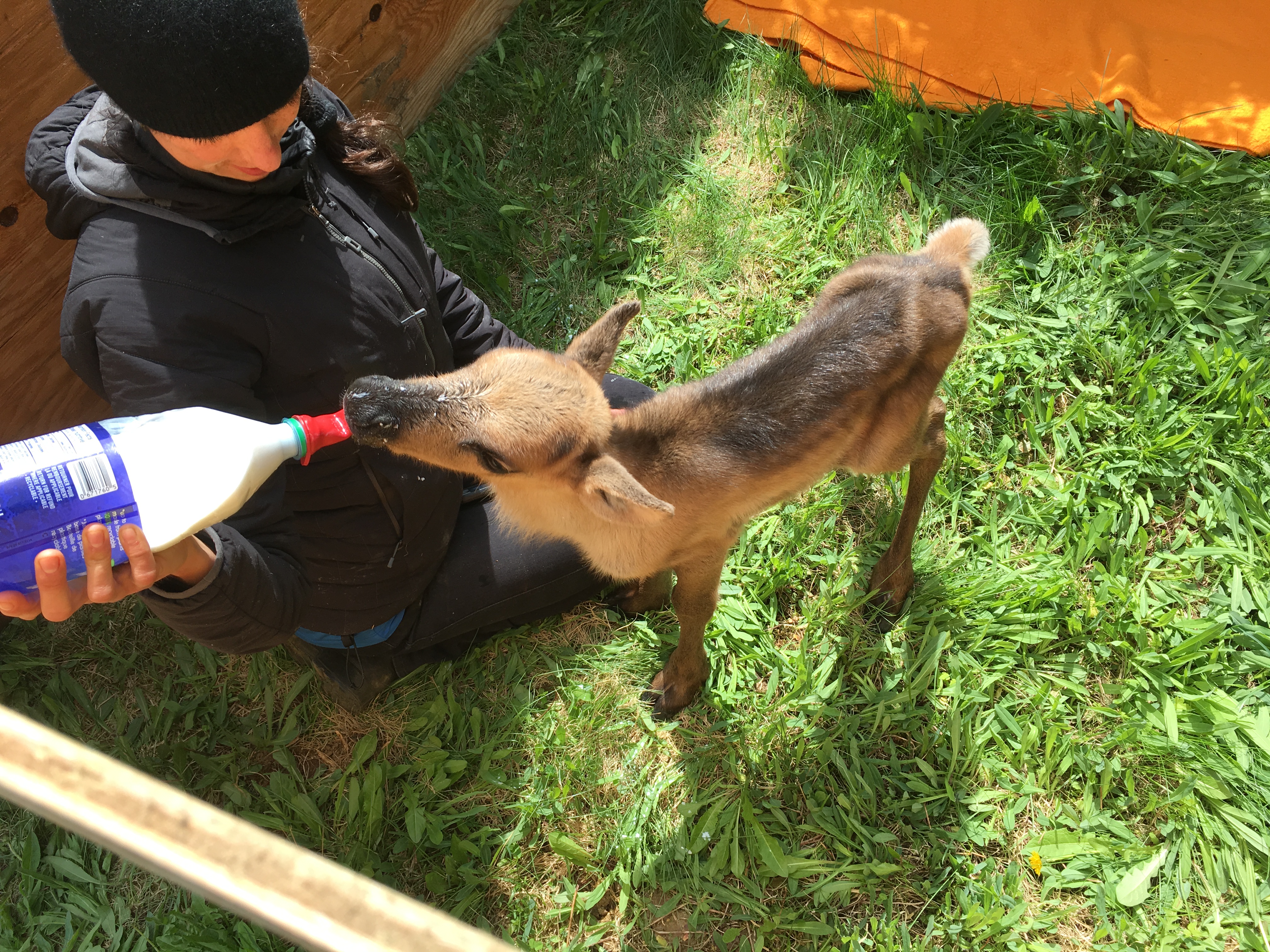 Caribou calf receiving milk