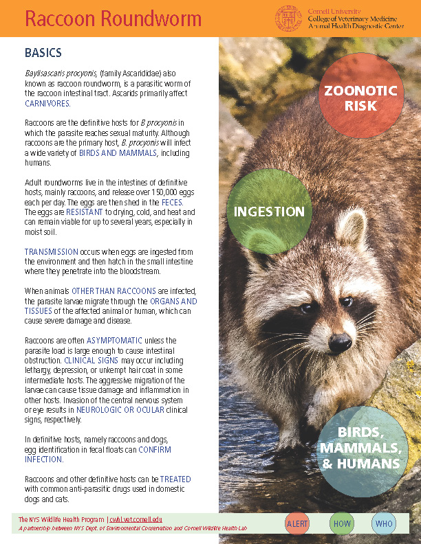 Raccoon Roundworm_Baylisascaris procyonis Disease Fact Sheet Cover Image