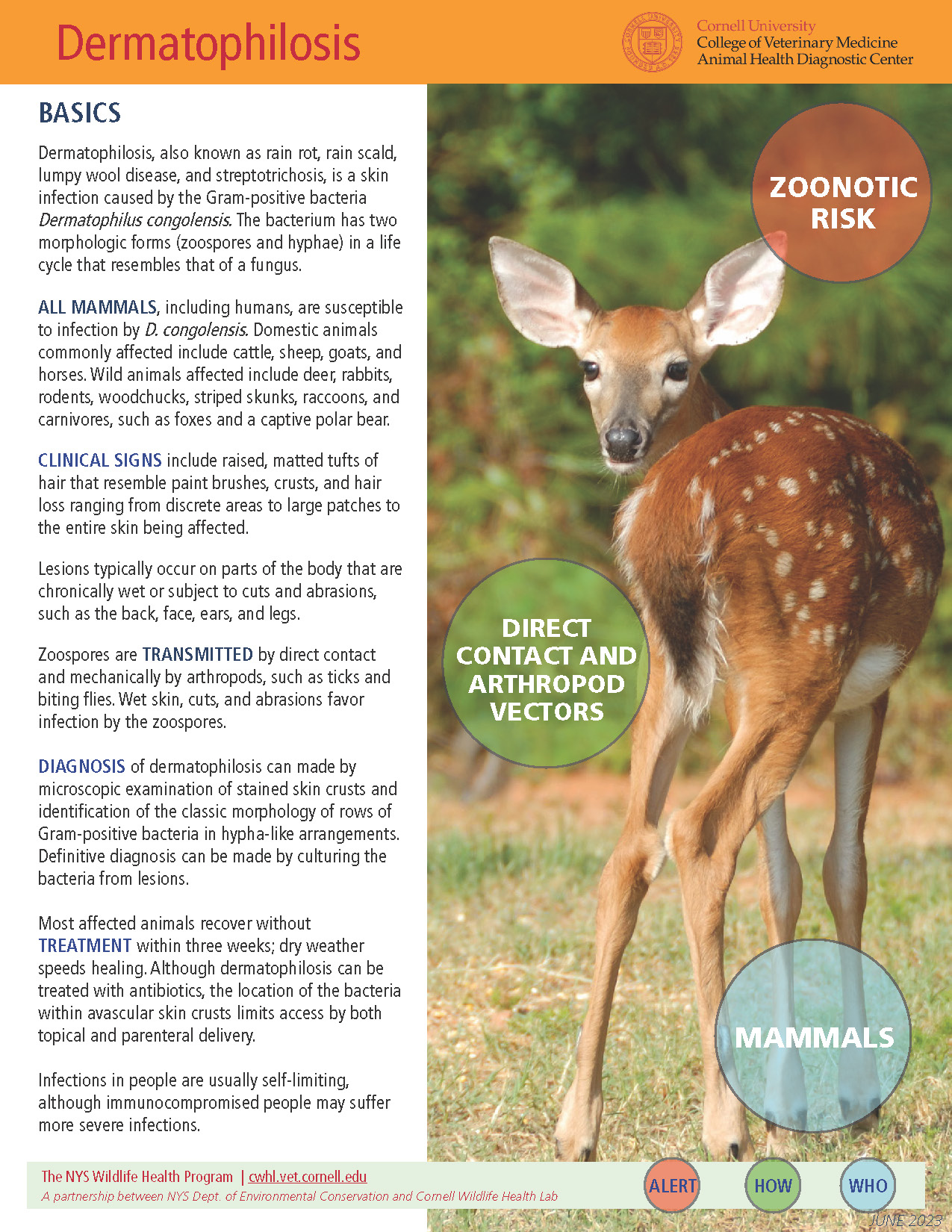 Dermatophilus Disease Fact Sheet Cover Image