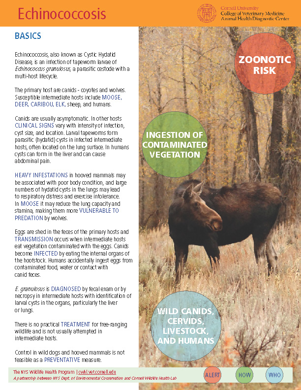 Echinococcosis Disease Fact Sheet Cover Image