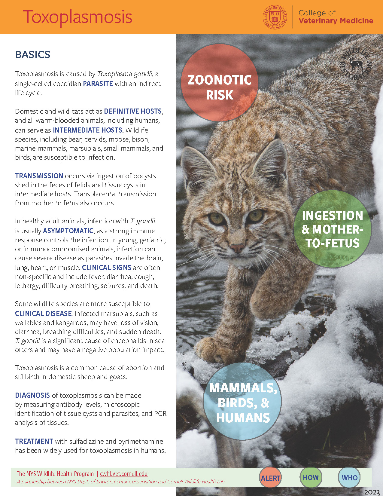 Toxoplasmosis Disease Fact Sheet Cover Image