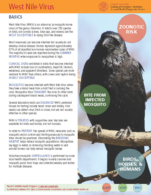 West Nile Virus Disease Fact Sheet Cover Image