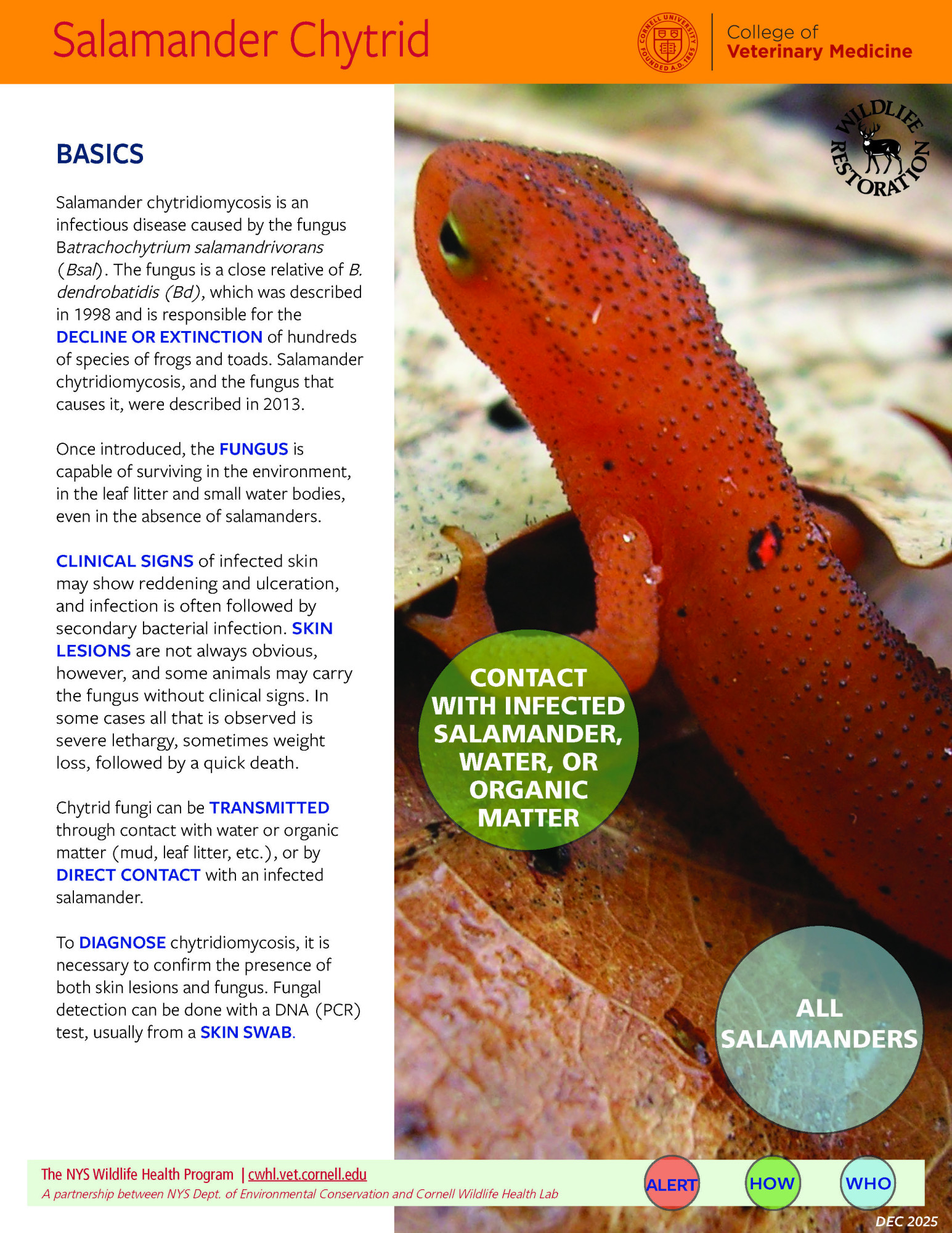 Thumbnail of Fact sheet; click image to download PDF