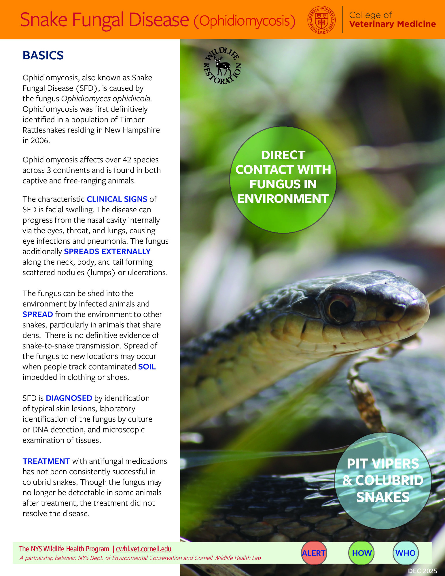 Thumbnail of Fact sheet; click image to download PDF