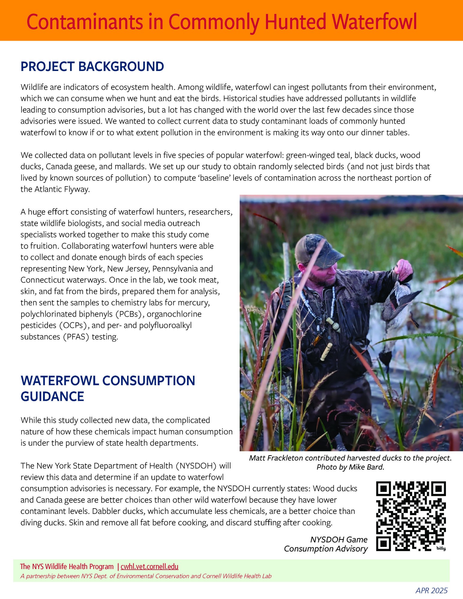 Thumbnail of Contaminants in Commonly Hunted Waterfowl Fact sheet; click image to download PDF