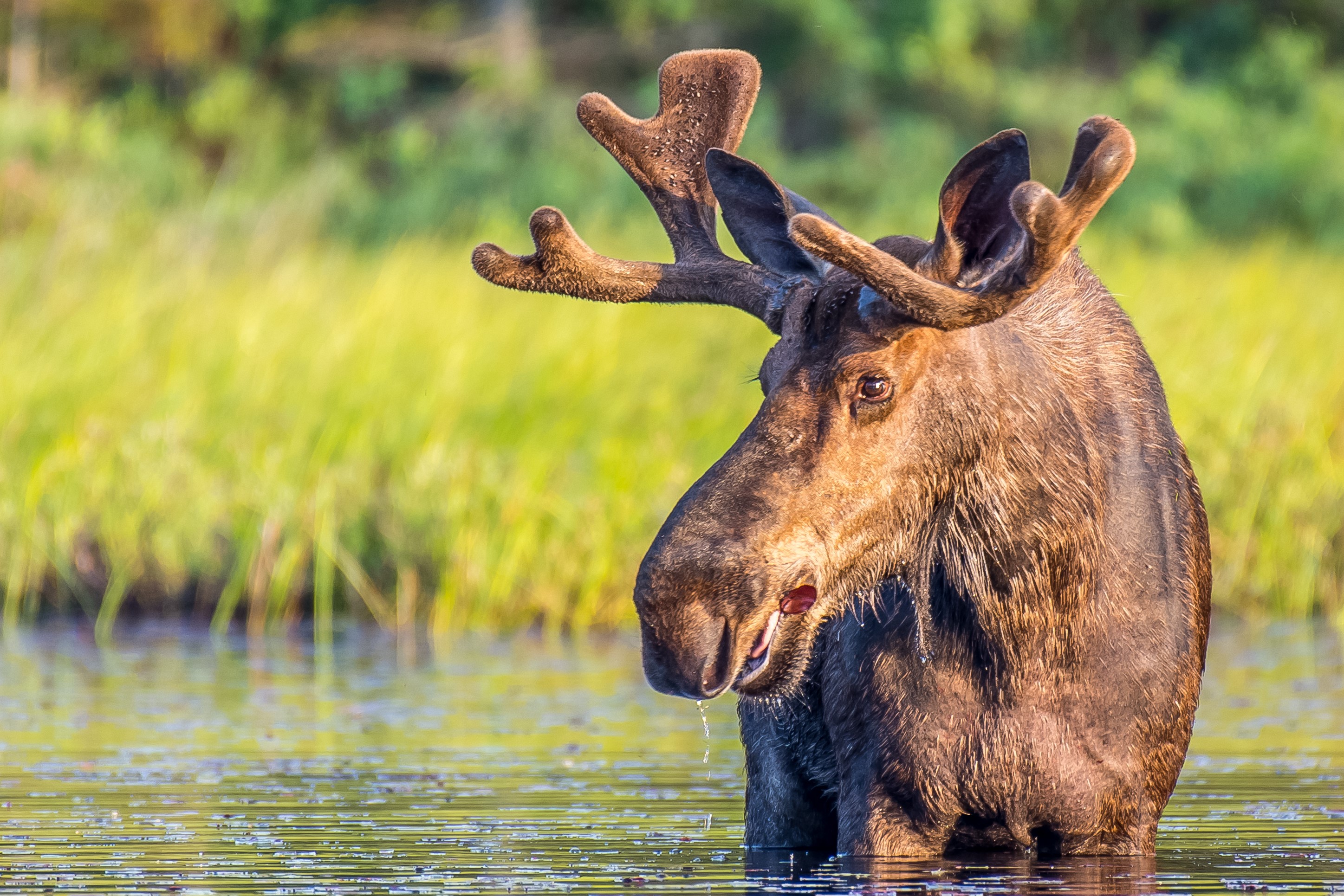 A picture of a bull moose