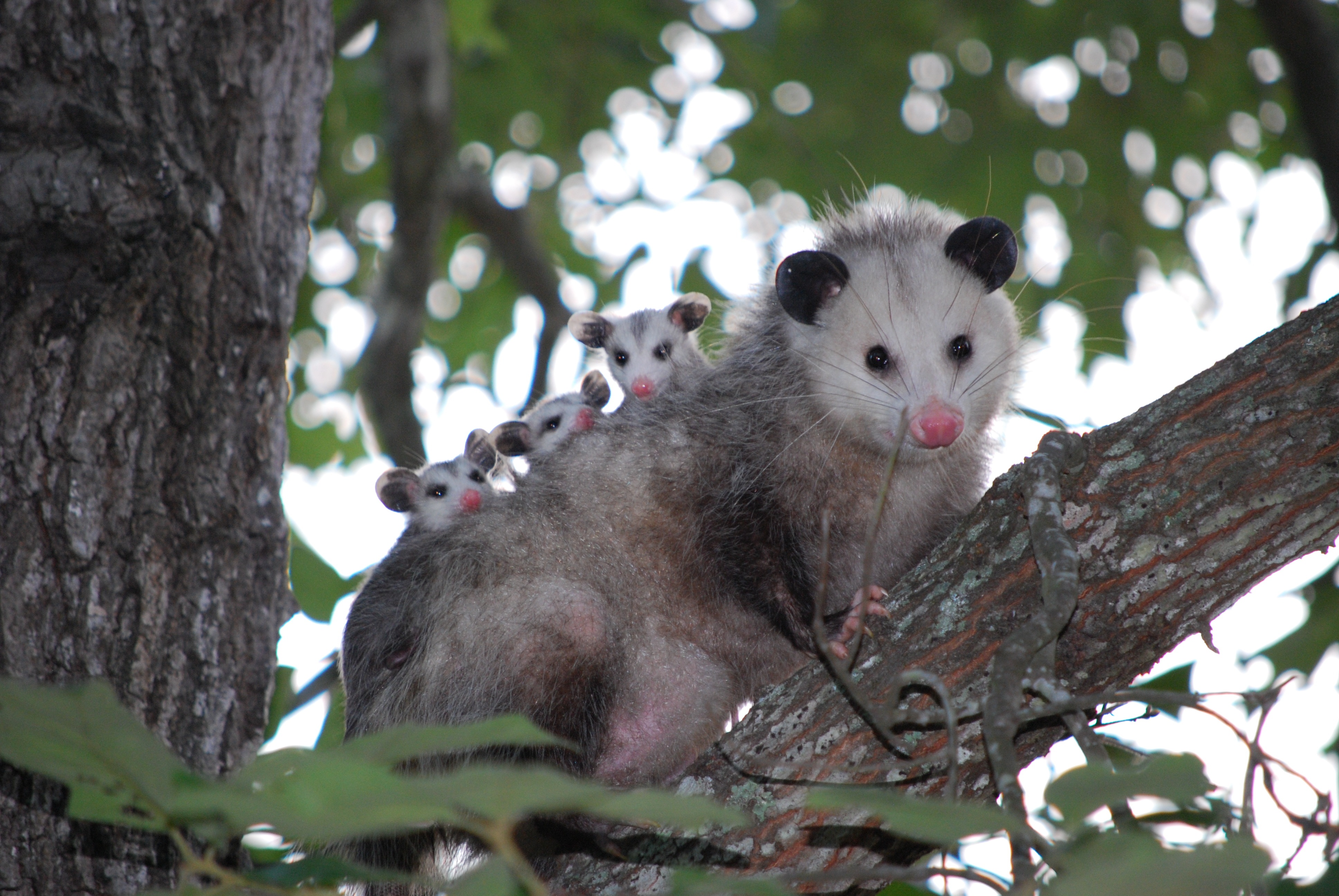 Female opossum in tree with young on her back