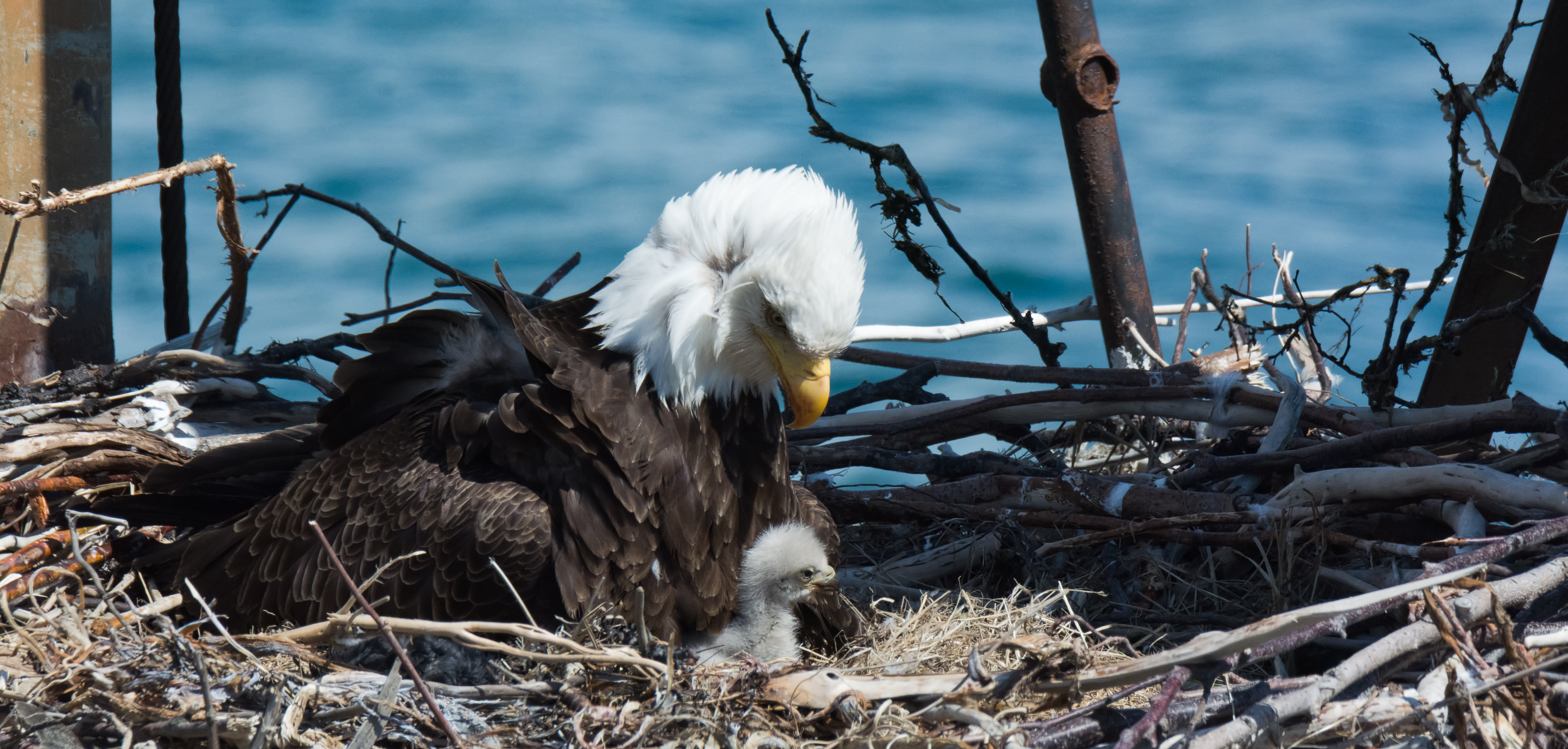 Bald eagle feeding nestling