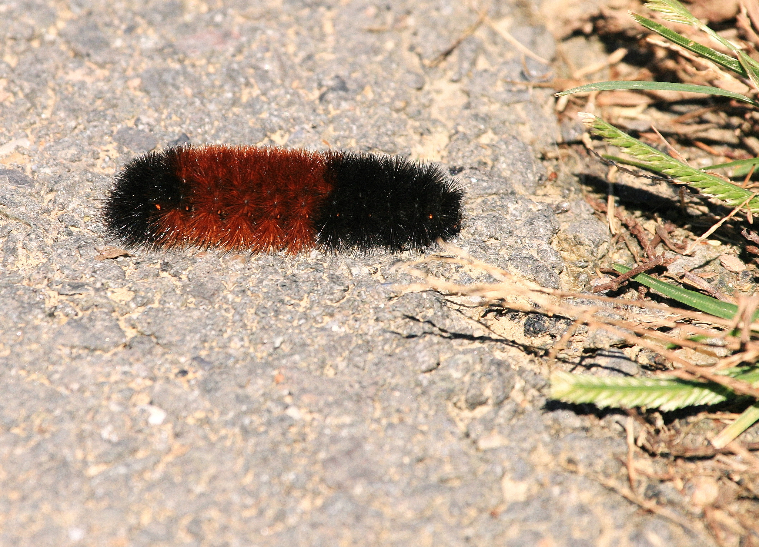 Woolly bear caterpillar on the move