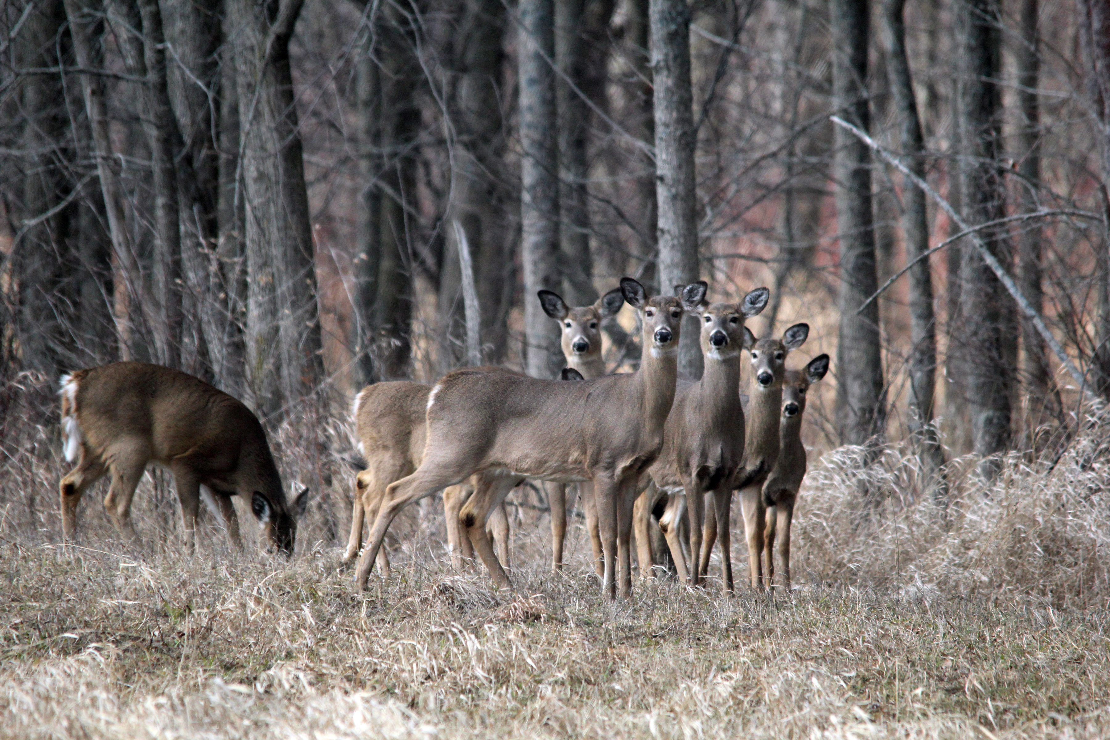 Grouping of white-tailed deer in a field