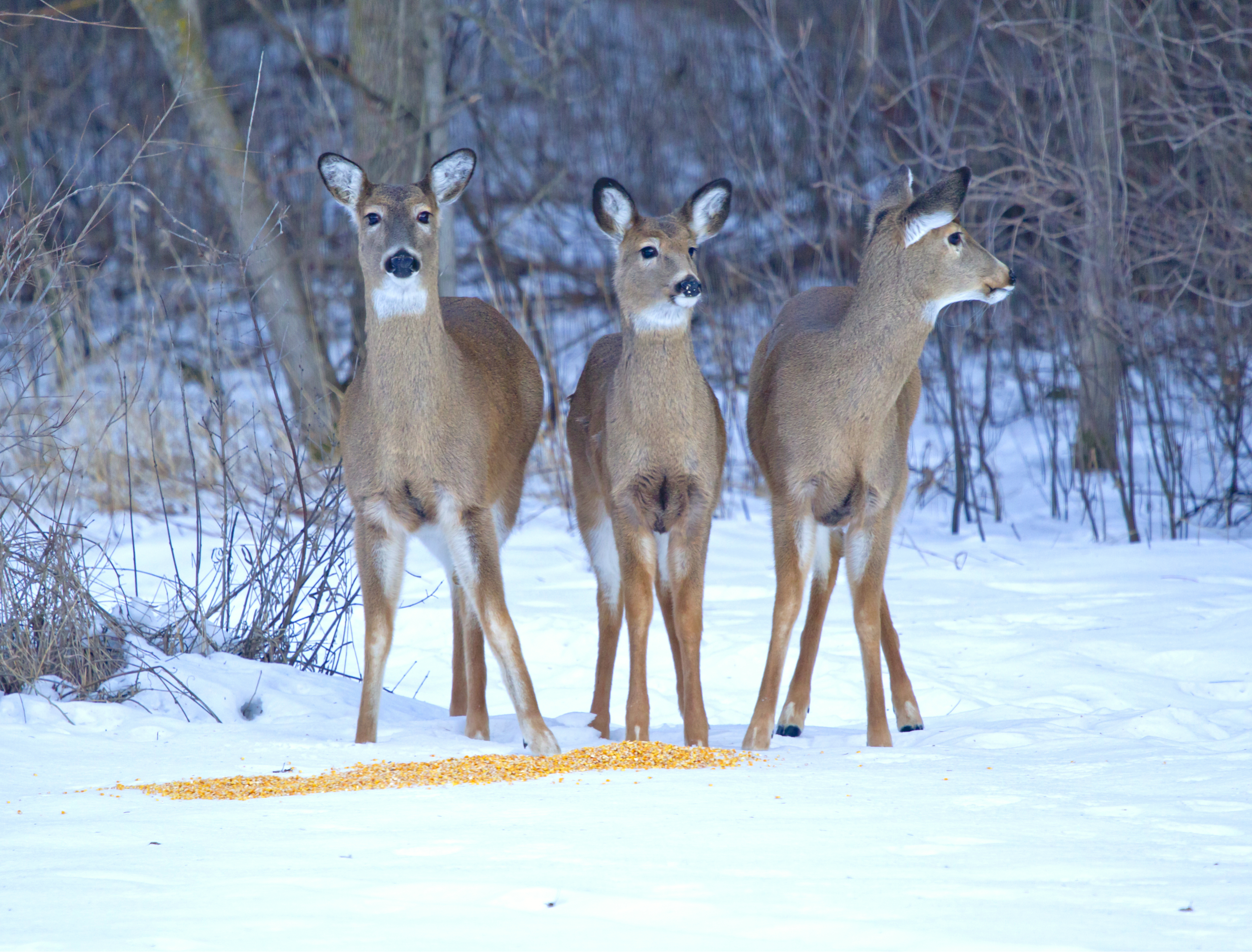 Feeding corn to white-tailed deer in winter