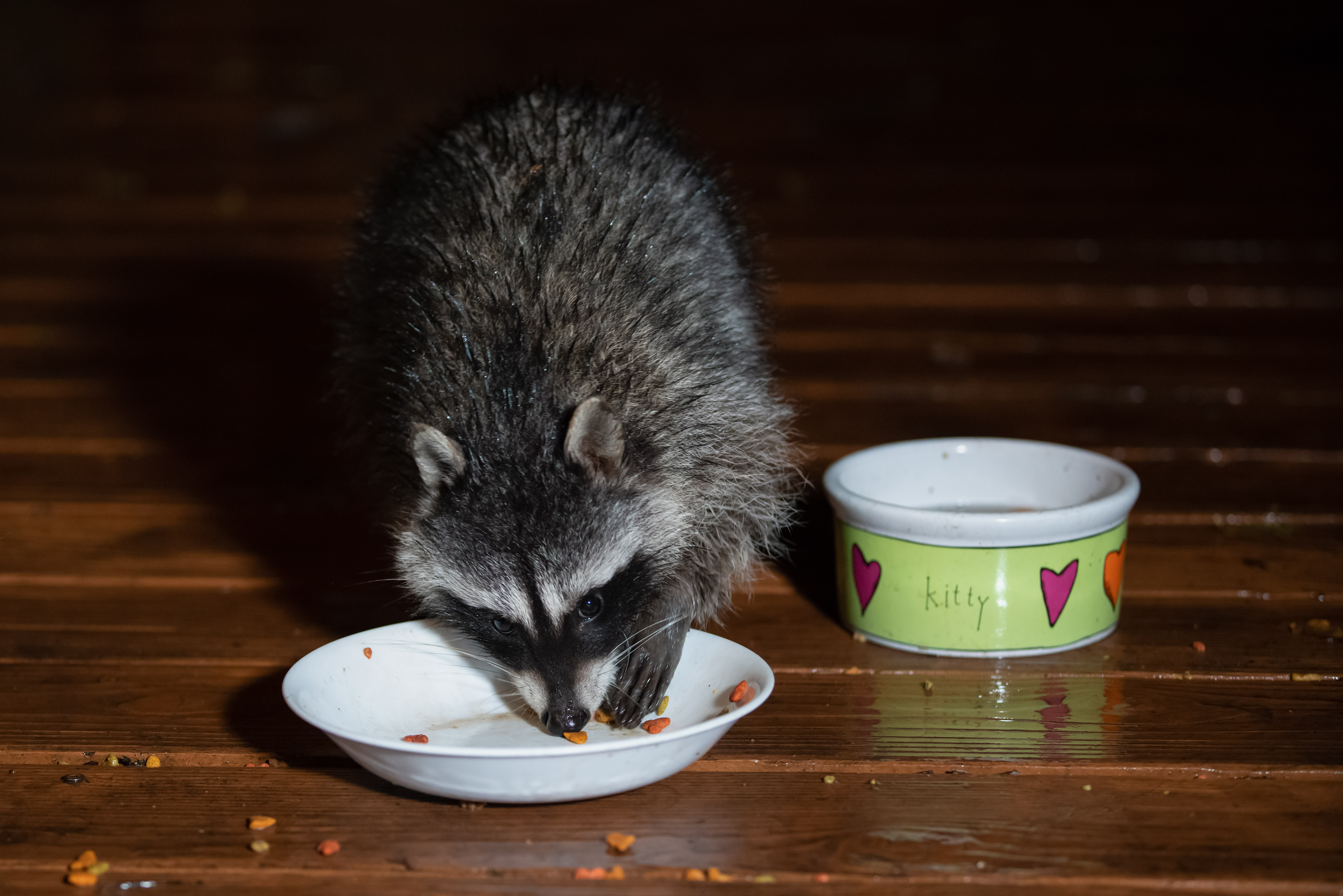 Feral cat feeding results in raccoon feeding