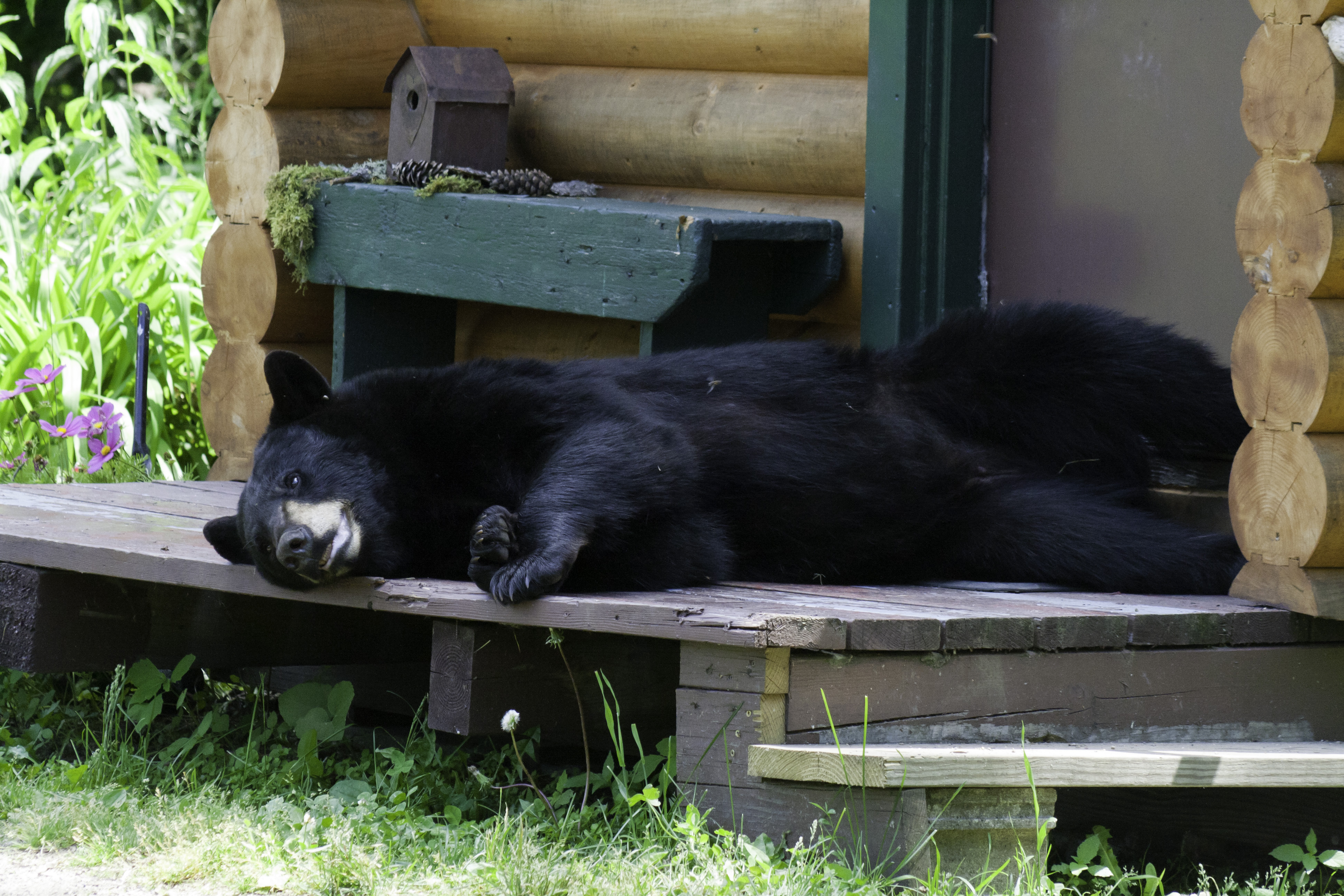black bear napping on cabin porch