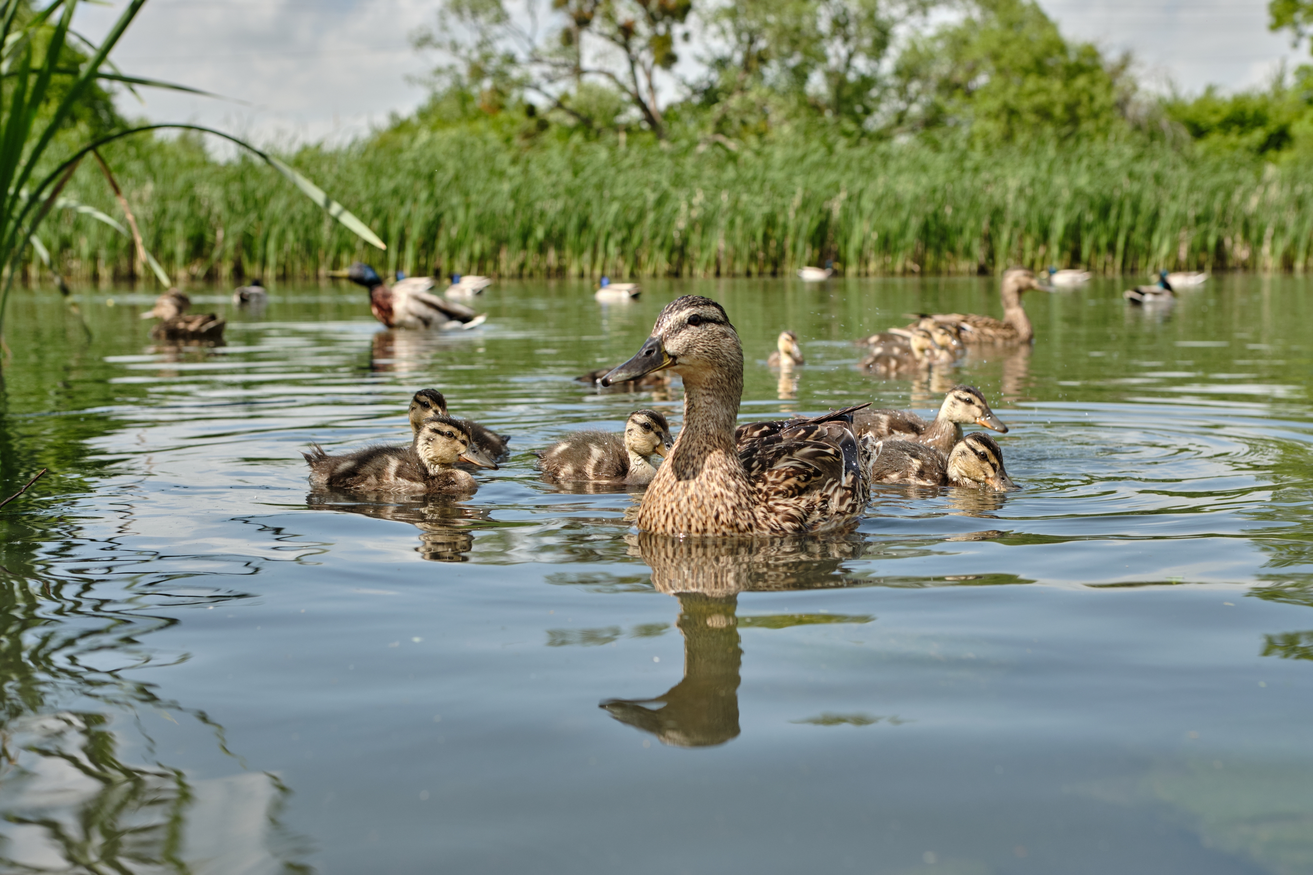 flock of mallard ducks swimming in pond