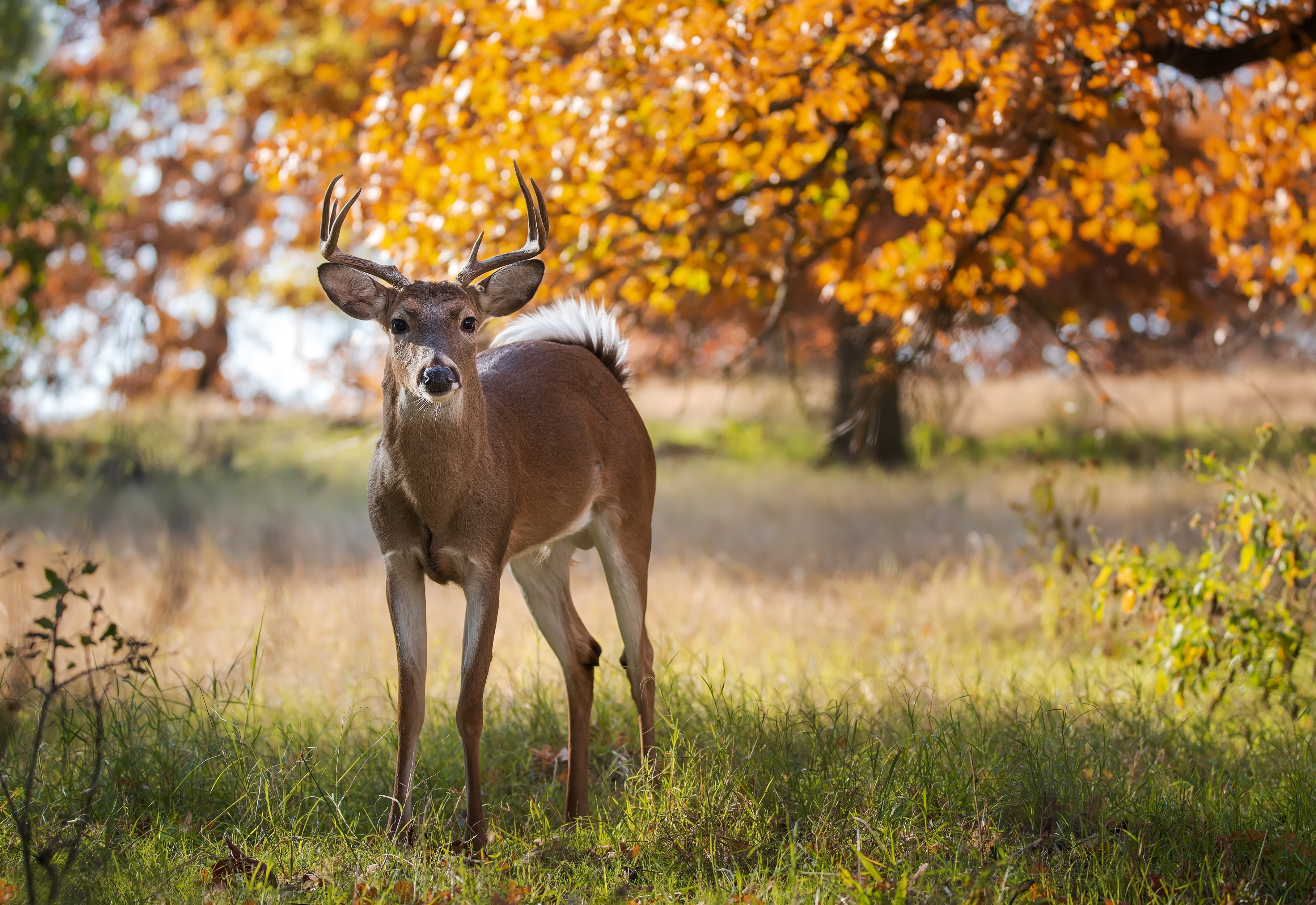Young male white-tailed deer in open field