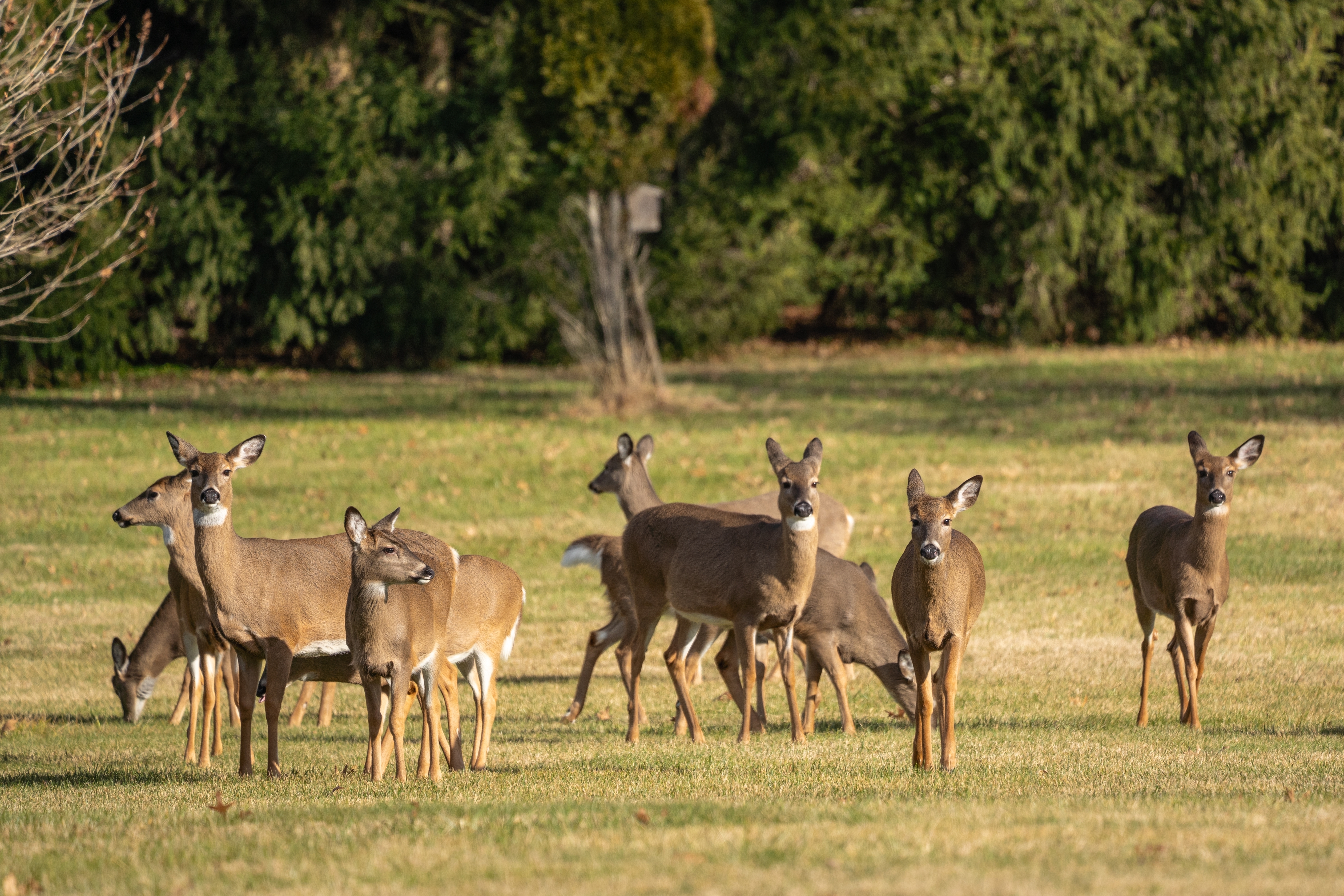 Herd of white-tailed deer in green field