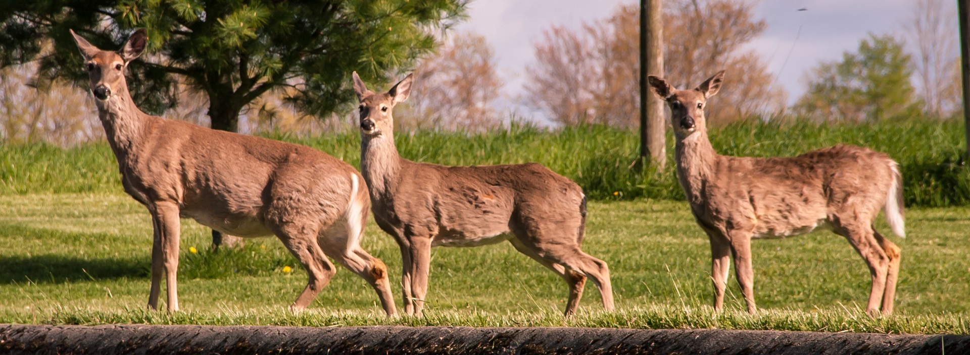 White-tailed deer on the move
