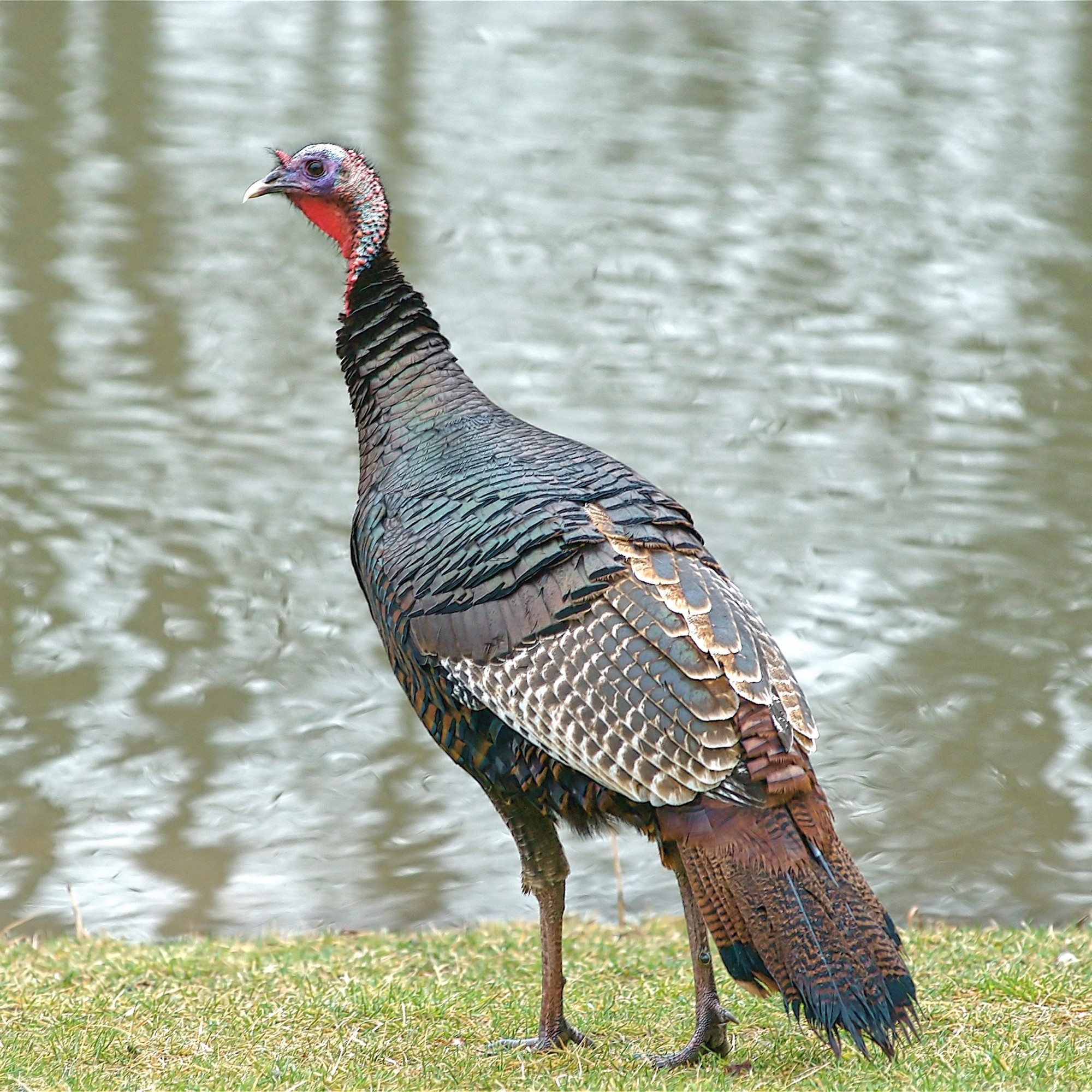 wild turkey near water