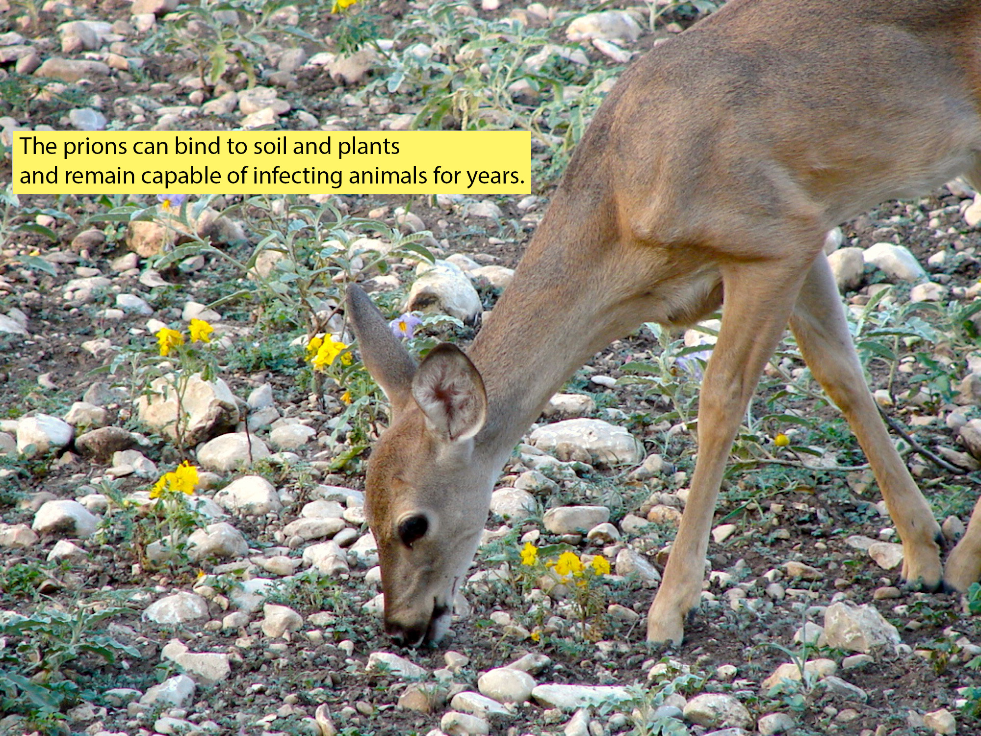 CWD prion warning, image of yearling white-tailed deer eating vegetation