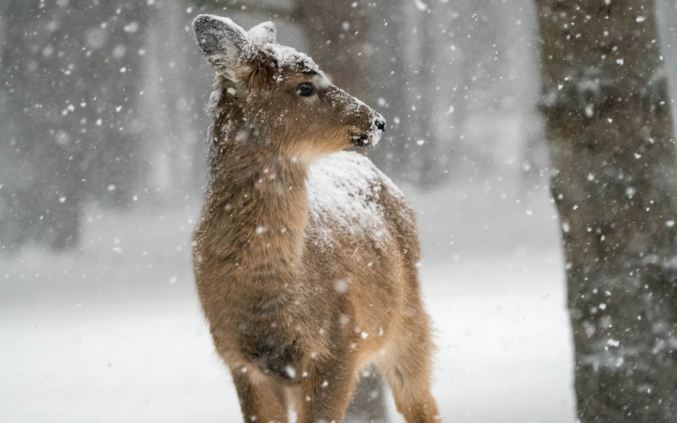 doe in the snow