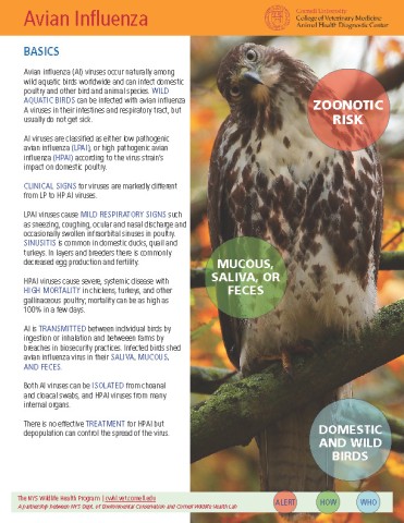 avian influenza cornell wildlife health lab