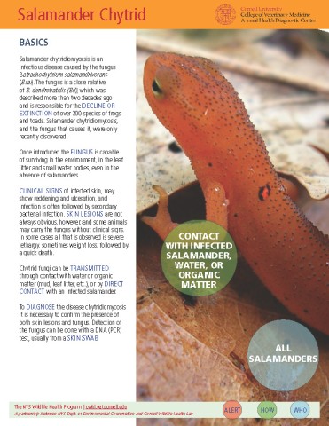 Salamander Chytrid | Cornell Wildlife Health Lab