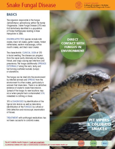 Snake Fungal Disease Fact Sheet Cover Image