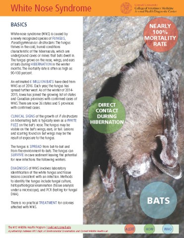 White Nose Syndrome Disease Fact Sheet Cover Image