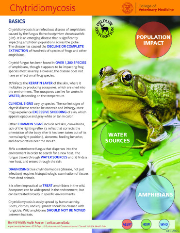 Thumbnail of Fact sheet; click image to download PDF