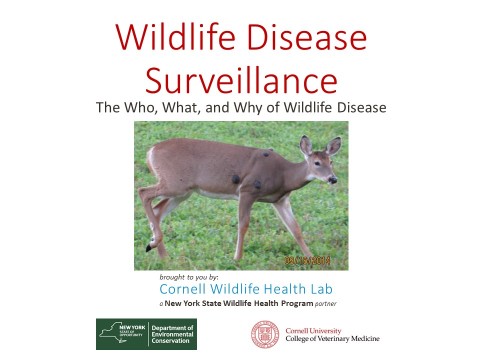 Wildlife Disease 101 surveillance slide image