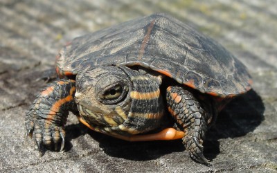 Juvenile Painted turtle, photo by Laurie Dirkx