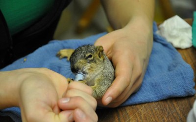 baby squirrel being fed by a rehabilitator