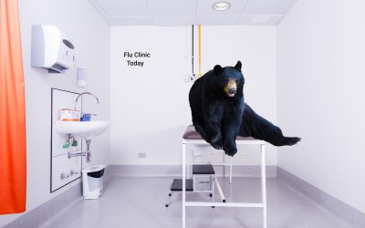 black bear in a doctor's office