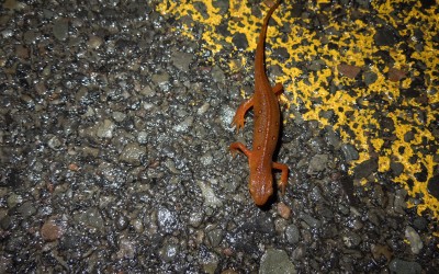 A red eft on the move
