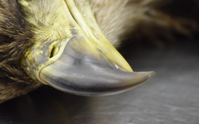 close up image of bald eagle beak