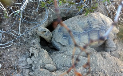Desert tortoise digging a burrow