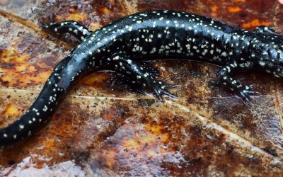 Slimy salamander (Plethodon_glutinosus) 